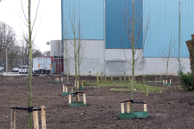 Aanplant Heilige Kruis 25012018 7V6A0375