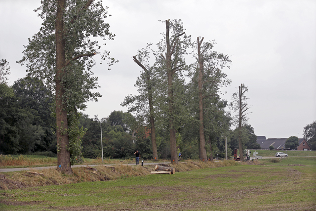 Boomkap Schellerenkweg 15082018 0815