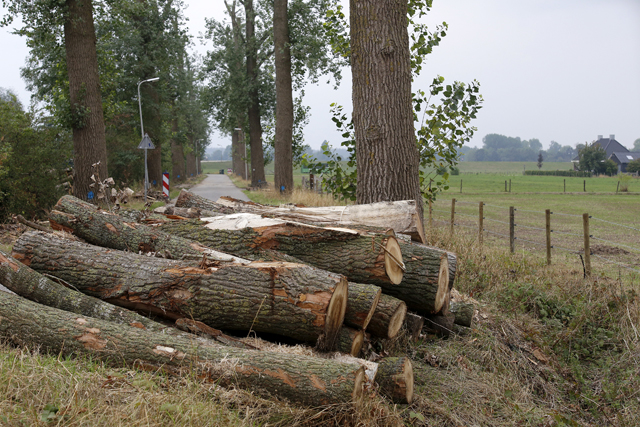 Boomkap Schellerenkweg 15082018 0861