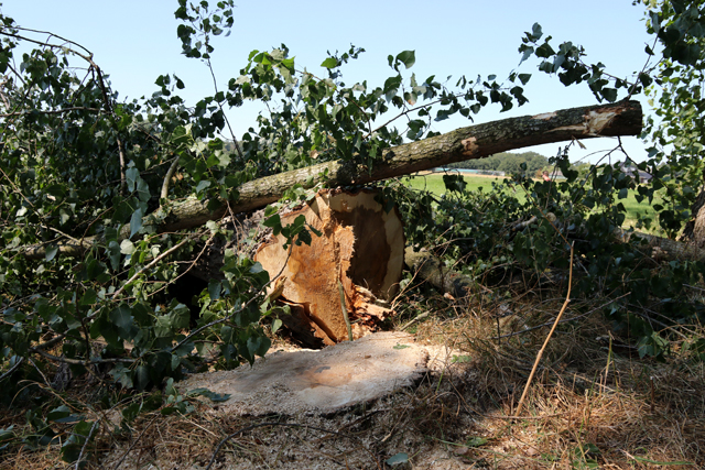 Droogte 2018 Takken Schellerenkweg 05082018 7V6A7612