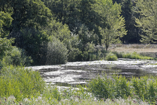 Groen Zwolle Droogte 2018 Algen 0358