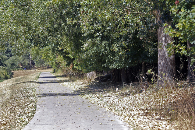 Groen Zwolle Droogte 2018 Bladeren 0372