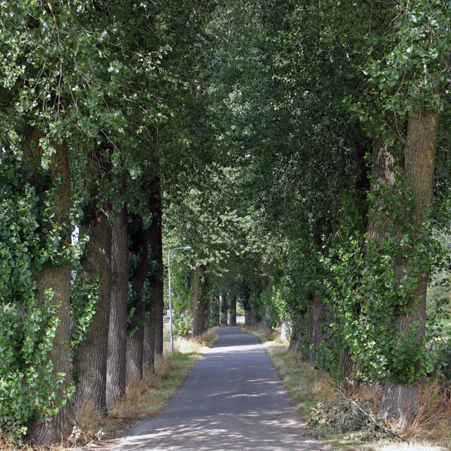 Groen Zwolle Droogte 2018 Schellerenkweg 7V6A7302