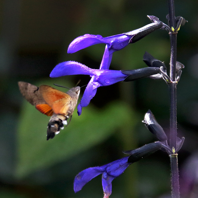Kolibrievlinder 14082018 7V6A0346