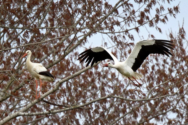 Ooievaars IJsseldijk 13042018 7V6A2394