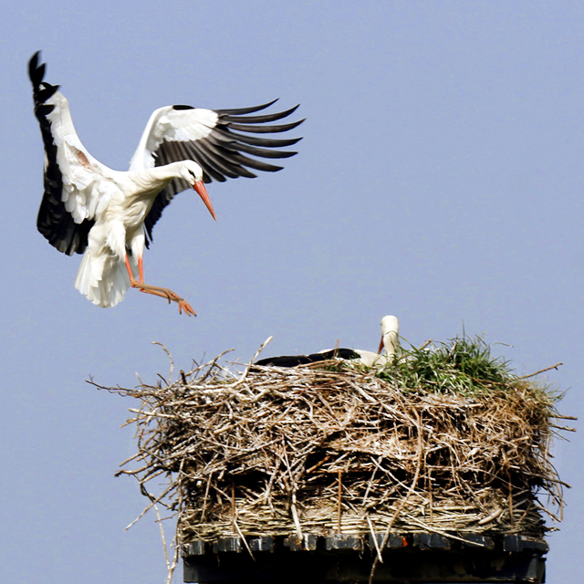 Ooievaar IJsselzone Landing 0906