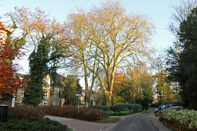 Plataan Potgietersingel 22112017 7V6A7556