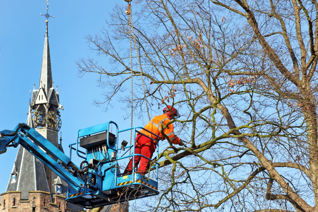 Boomkap Rode Beuk Van Nahuijsplein 2015 7V6A2556
