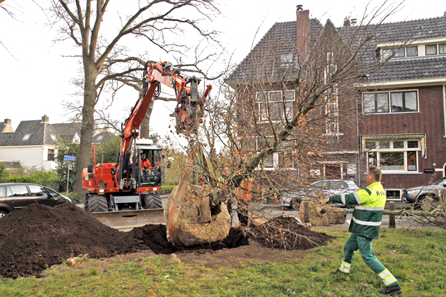 Planten nieuwe beuk Van Nahuijsplein 2015 0820