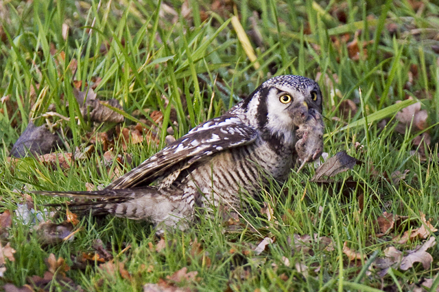 Sperweruil 2013 3782 640