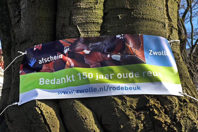 Oude rode beuk Van Nahuijsplein 2015 7V6A1371 640px