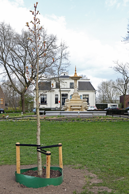 Planten Anne Frankboom  14042021 7V6A1484 640px