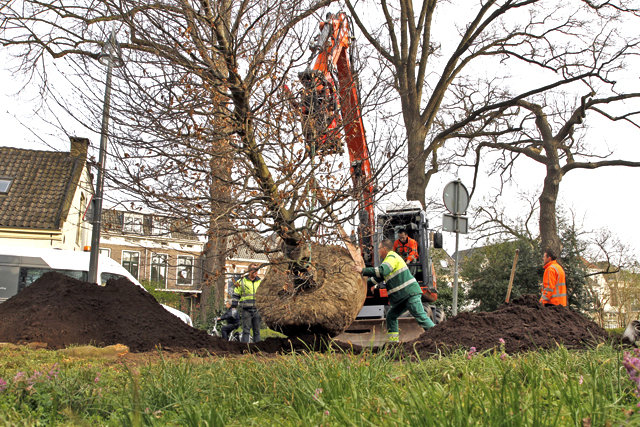Planten nieuwe beuk Van Nahuijsplein 2015 0792 640px