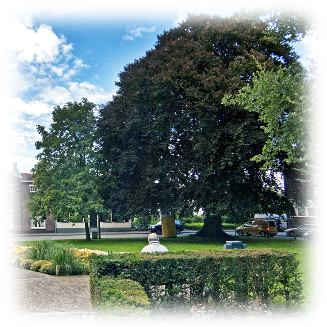 Rode beuk Van Nahuijsplein a 1253 DZ