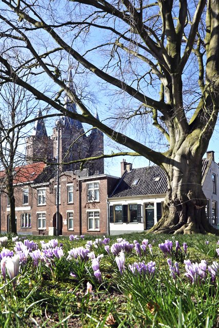 Rode beuk Van Nahuijsplein d 7V6A1346