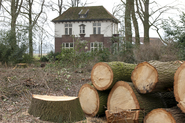 Heinoseweg Boomkap Zalne 06032017 7V6A3996