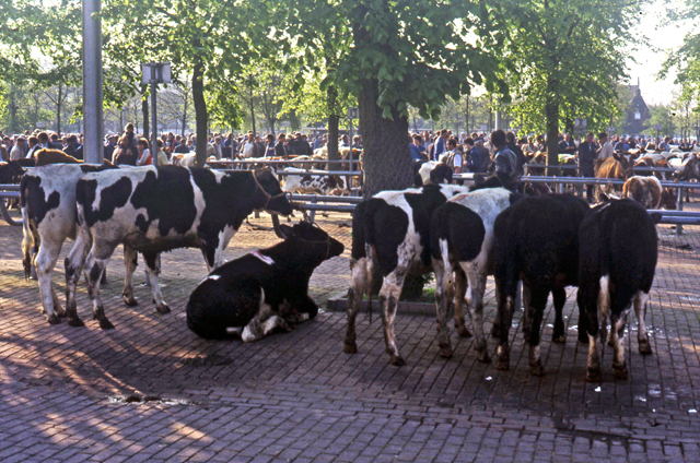 NL ZlHCO 1214 DIA005645 Nieuwe Veemarkt 1985 640