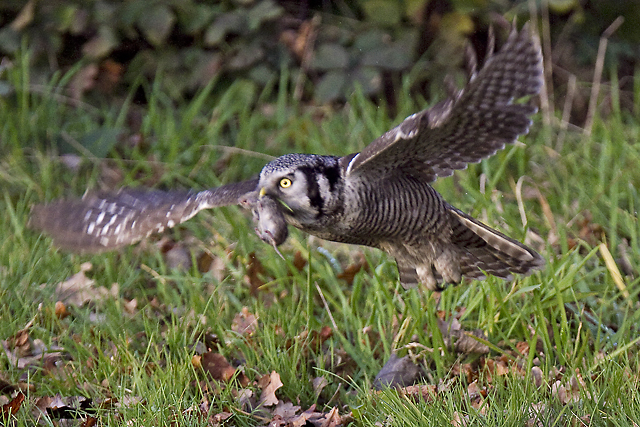 Sperweruil 2013 3784 640