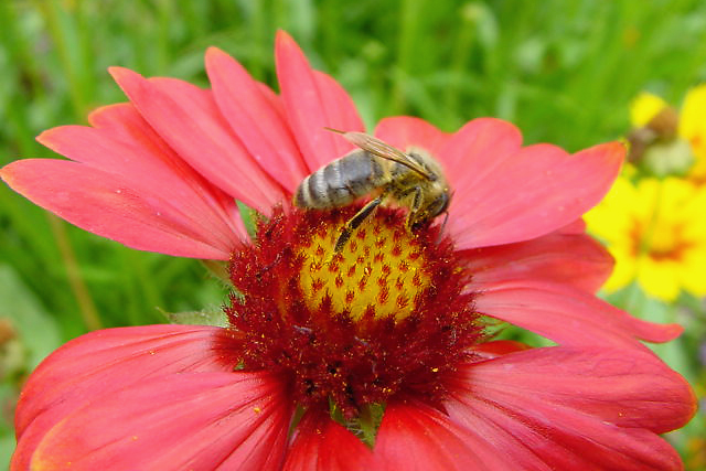 Bloemetjes en de bijtjes DSC00007